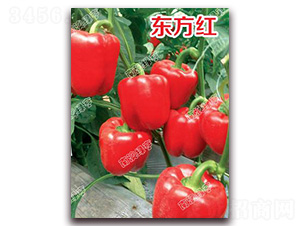 東方紅-甜椒種子-南澳綠亨