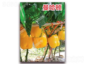 曼哈頓-甜椒種子-南澳綠亨