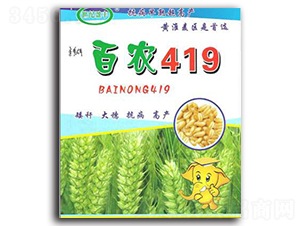 百農(nóng)419-小麥種子-亞豐種業(yè)