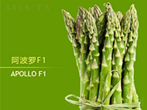 阿波羅F1-蘆筍種子-益碩豐農(nóng)業(yè)