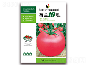 荷蘭10號F1-粉果番茄種子-京番