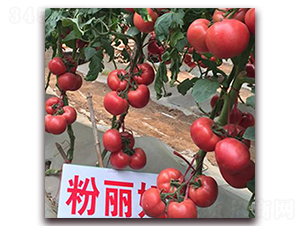 粉麗妃-粉果番茄種子-瑞盛元