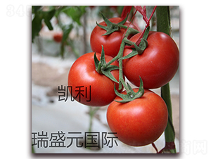凱利-紅果番茄種子-瑞盛元