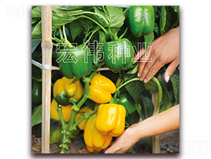 金世紀(jì)一號-辣椒種子-宏偉種業(yè)