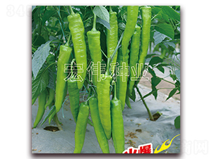 香辣一號-辣椒種子-宏偉種業(yè)