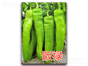 坂祿-辣椒種子-億諾農(nóng)業(yè)