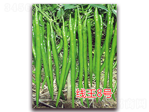 線王8號-辣椒種子-億諾農(nóng)業(yè)