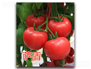 薩盾-粉果番茄種子-億諾農業(yè)