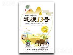 連粳13號-水稻種子-大華種業(yè)
