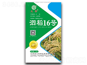 泗稻16號-水稻種子-大華種業(yè)