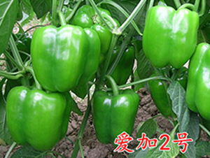愛加2號-辣椒種子-萬宇農(nóng)業(yè)