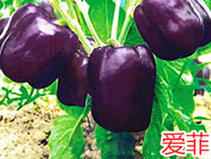 愛菲-辣椒種子-萬宇農(nóng)業(yè)