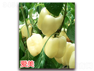 愛美-辣椒種子-萬宇農(nóng)業(yè)