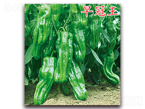 早冠王-辣椒種子-萬宇農(nóng)業(yè)