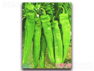 川野2號-辣椒種子-萬宇農(nóng)業(yè)