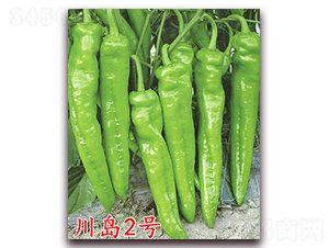 川島2號-辣椒種子-萬宇農(nóng)業(yè)
