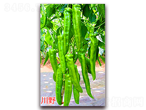 川野-辣椒種子-萬宇農(nóng)業(yè)