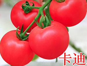 卡迪-粉果番茄種子-萬(wàn)宇農(nóng)業(yè)