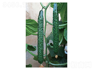 德瑞特65-黃瓜種子-天宏種業(yè)