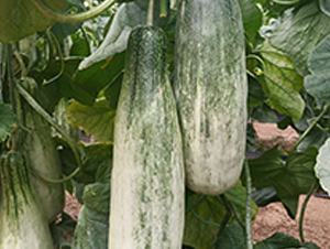 åšæ´‹9è™Ÿ(hÃ o)-ç”œç“œç¨®å­-å¤©å®ç¨®æ¥­(yÃ¨)