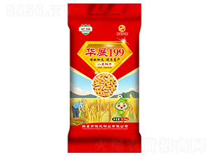 華展199-小麥種子-豫北種業(yè)