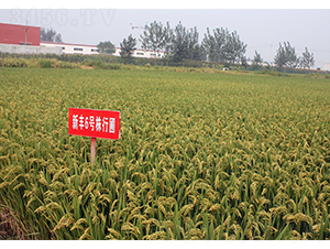 新豐6號(hào)-豐源種子