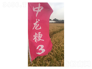 中龍粳3號(hào)-小麥種子-瑞豐種業(yè)