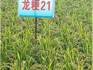 龍粳21-水稻種子-蓮匯農(nóng)業(yè)