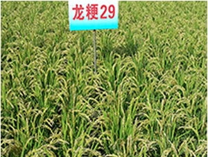 龍粳29-水稻種子-蓮匯農(nóng)業(yè)