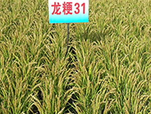 龍粳31-水稻種子-蓮匯農(nóng)業(yè)