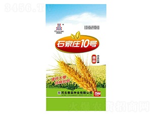 石家莊10號(hào)-春淼種業(yè)