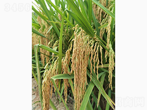 高峰優(yōu)1號(hào)-綠海種業(yè)