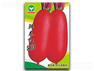 韓春紅5013-蘿卜種子-泉源
