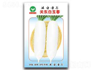 關(guān)東白玉春-蘿卜種子-泉源