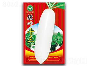 短葉十三-蘿卜種子-泉源