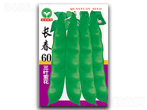 長(zhǎng)春60-豆角種子-泉源