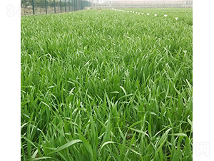安農(nóng)1124-華皖種業(yè)