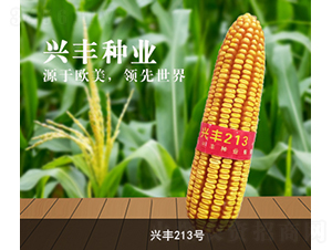 興豐213號(hào)-玉米種子-興豐種業(yè)