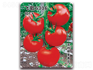 é£›æ­Œ6306-ç•ªèŒ„ç¨®å­-é£›æ­Œè¾²(nÃ³ng)æ¥­(yÃ¨)
