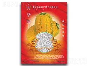 子爵-打籽西葫蘆種子-兄弟