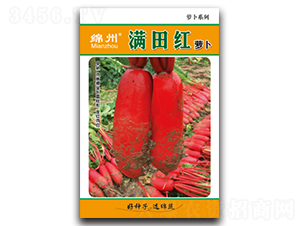 滿田紅-蘿卜種子-綿蔬種業(yè)