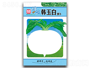 韓玉白-蘿卜種子-綿蔬種業(yè)
