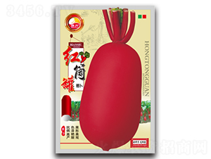 紅筒罐-蘿卜種子-綿蔬種業(yè)