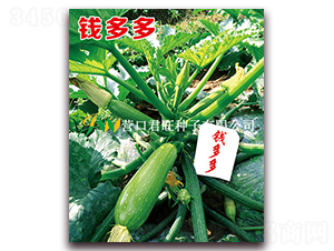 錢多多-西葫蘆種子-營(yíng)口君旺