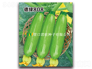 德綠808-西葫蘆種子-營口君旺