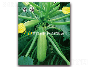 冬葫-西葫蘆種子-營(yíng)口君旺
