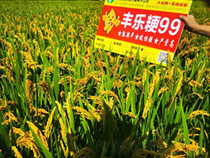 豐樂粳99-水稻種子-豐樂種業(yè)