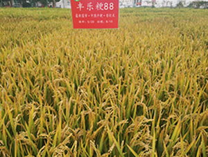 豐樂粳88-水稻種子-豐樂種業(yè)