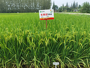 長兩優(yōu)544-水稻種子-豐樂種業(yè)