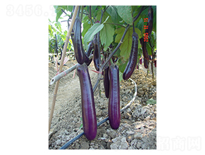 農(nóng)夫長(zhǎng)茄-茄子種子-科農(nóng)
